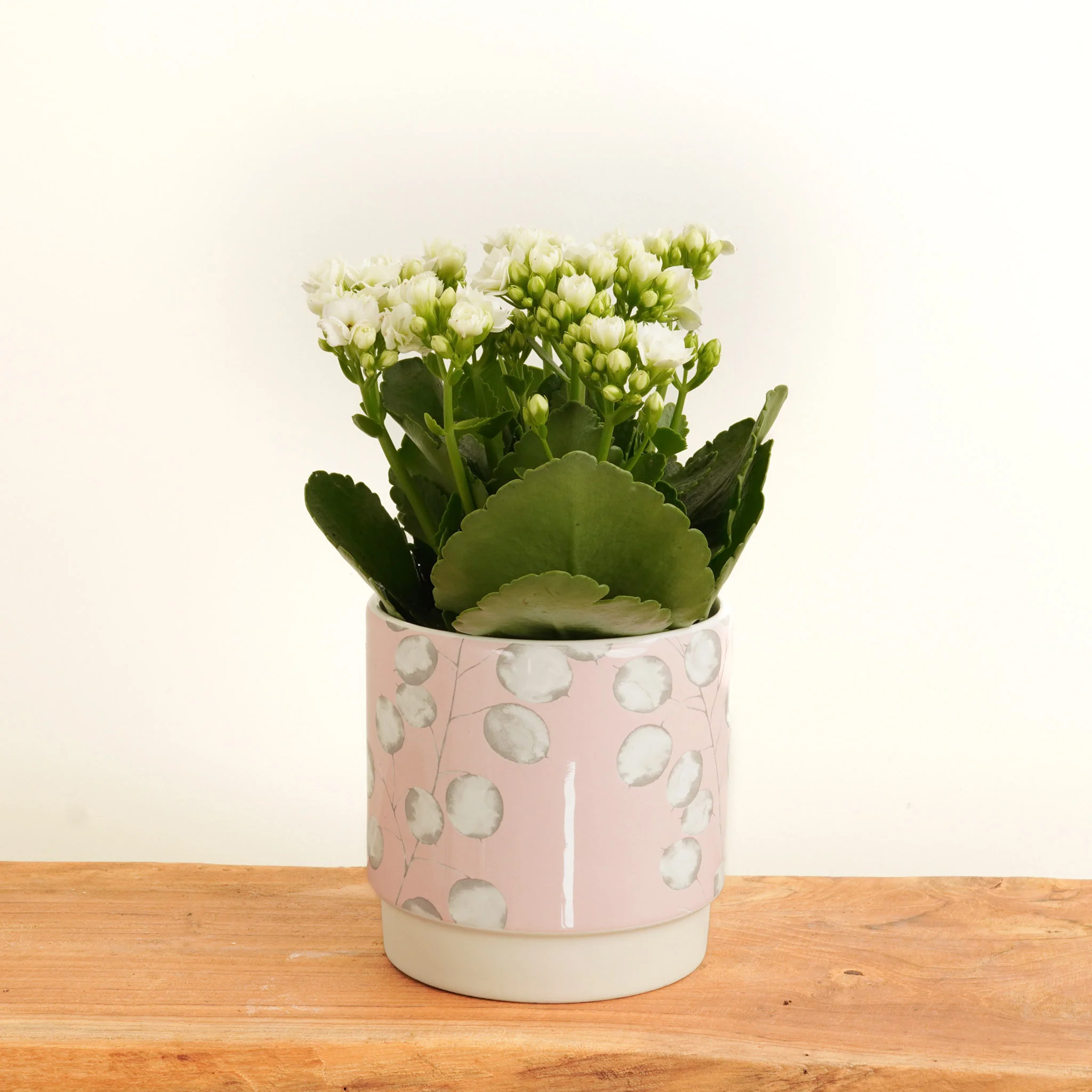 White Kalanchoe - Image 3