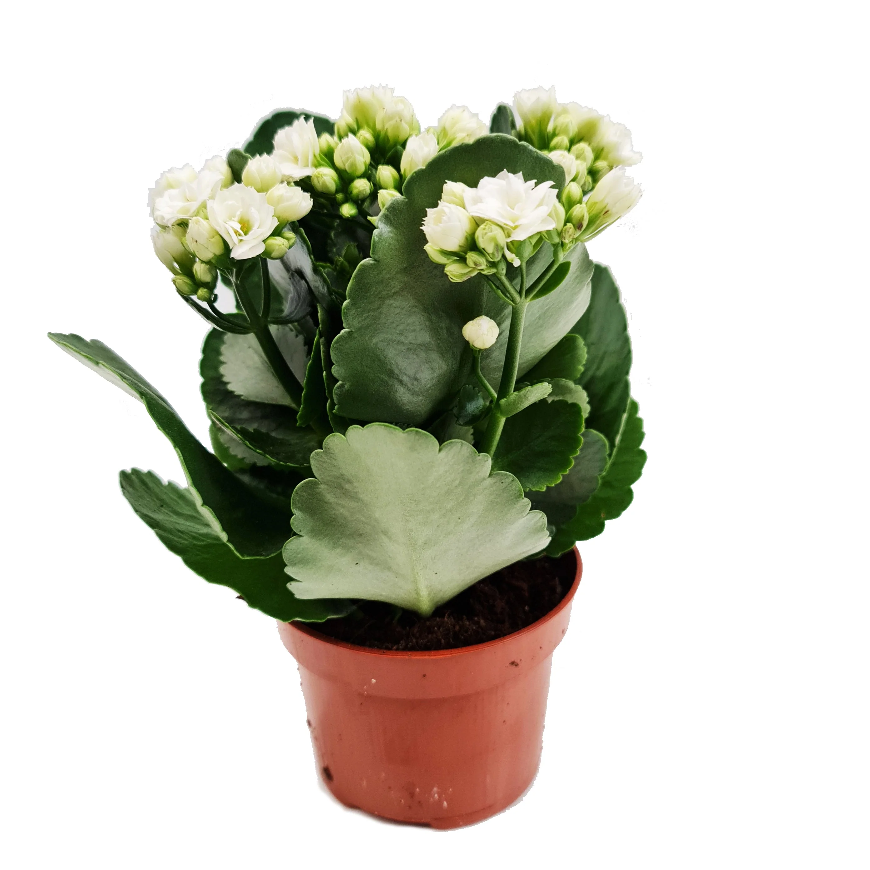 White Kalanchoe - Image 4