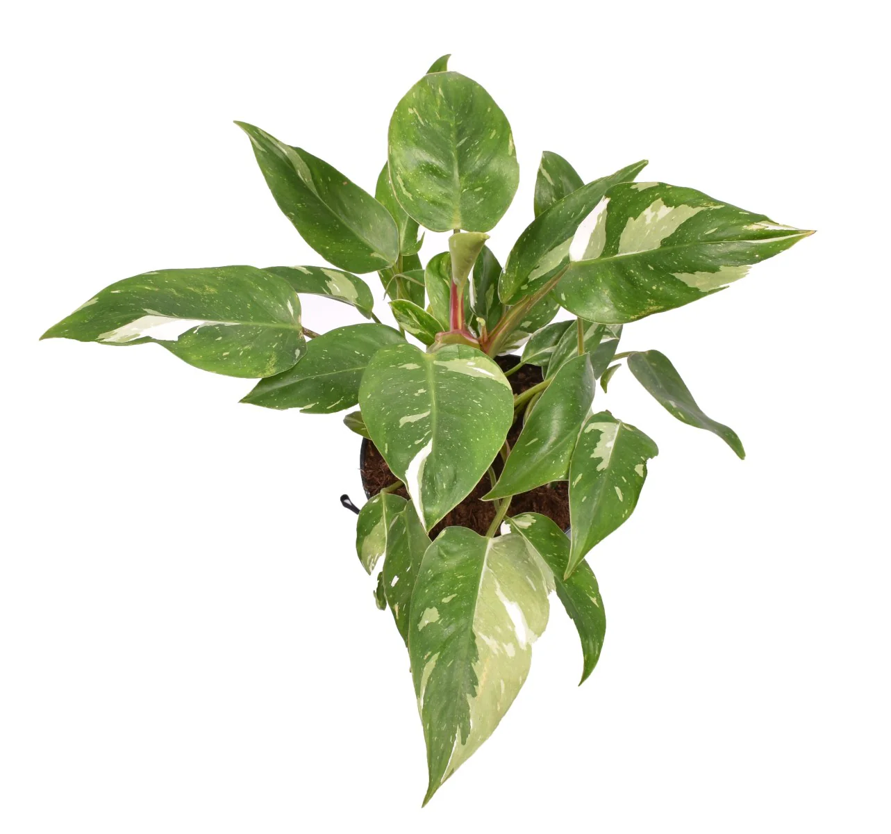 White Princess Philo | Rare Plant - Image 2