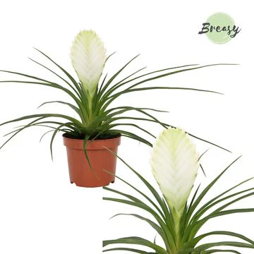 White Quill Plant | Biancini - Image 3