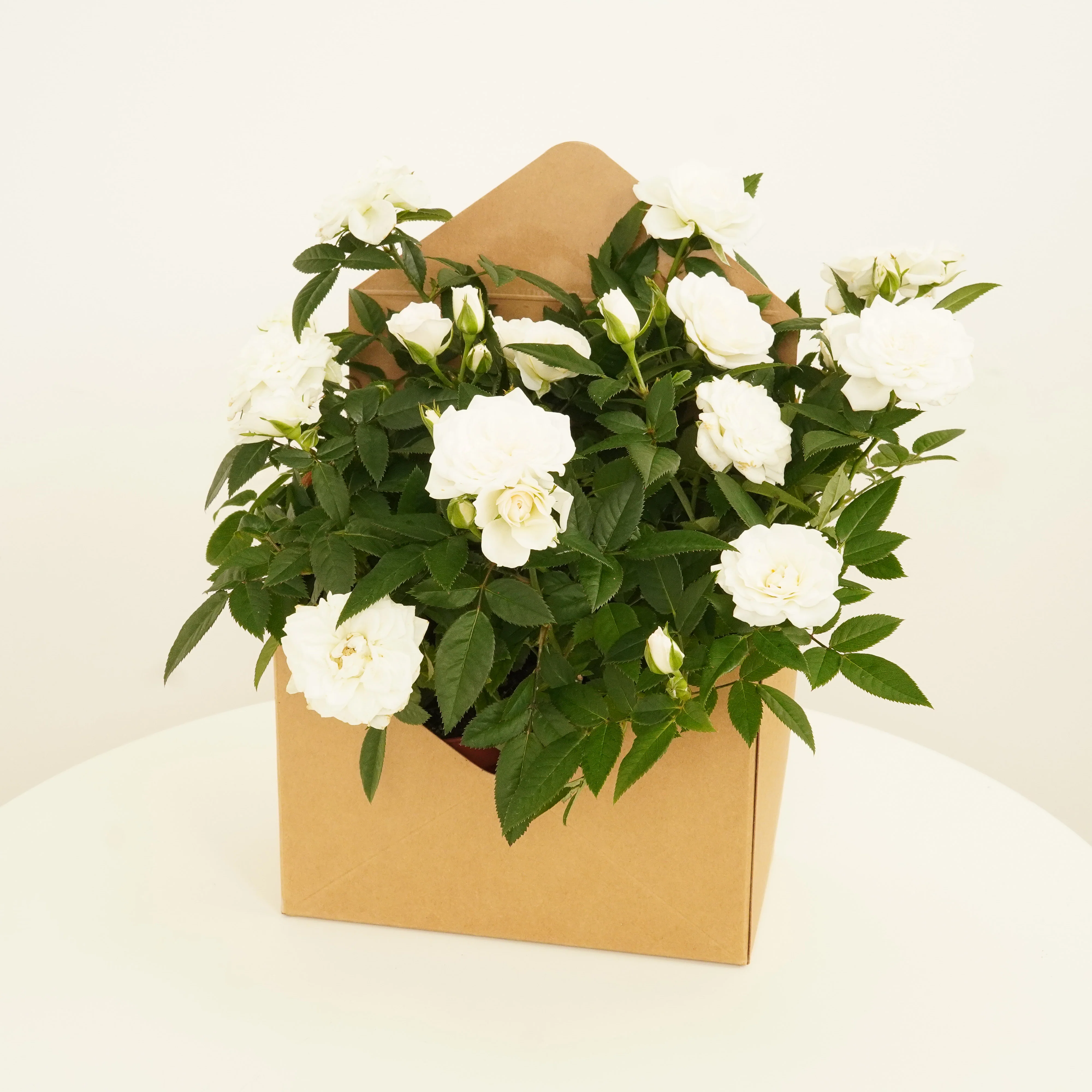 Flowering Rose | White - Image 3