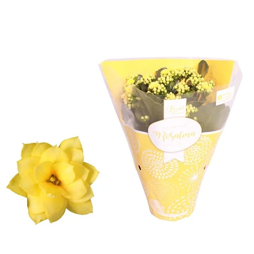Yellow Kalanchoe - Image 6
