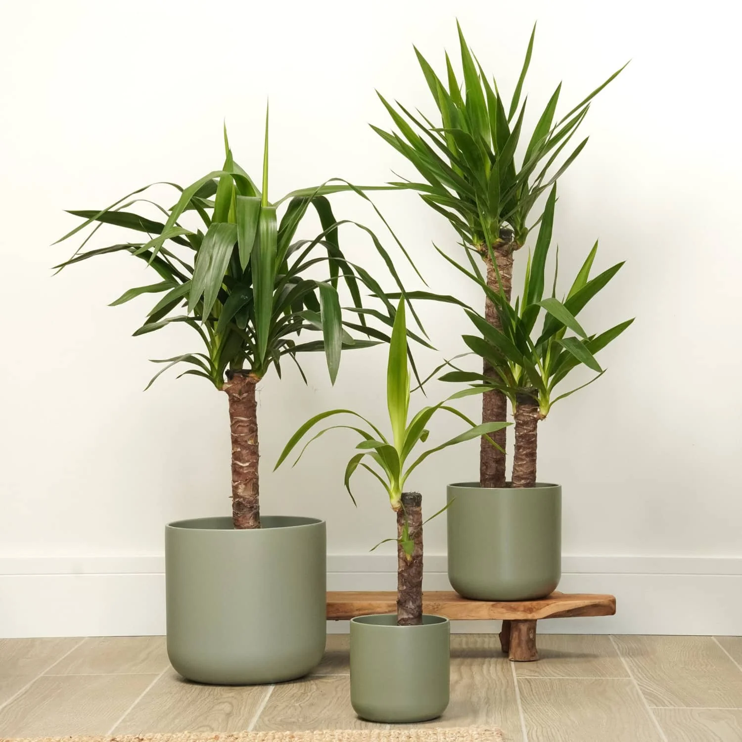 Yucca - Image 3