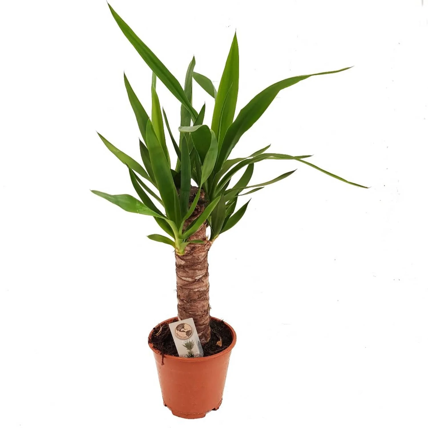Yucca - Image 4