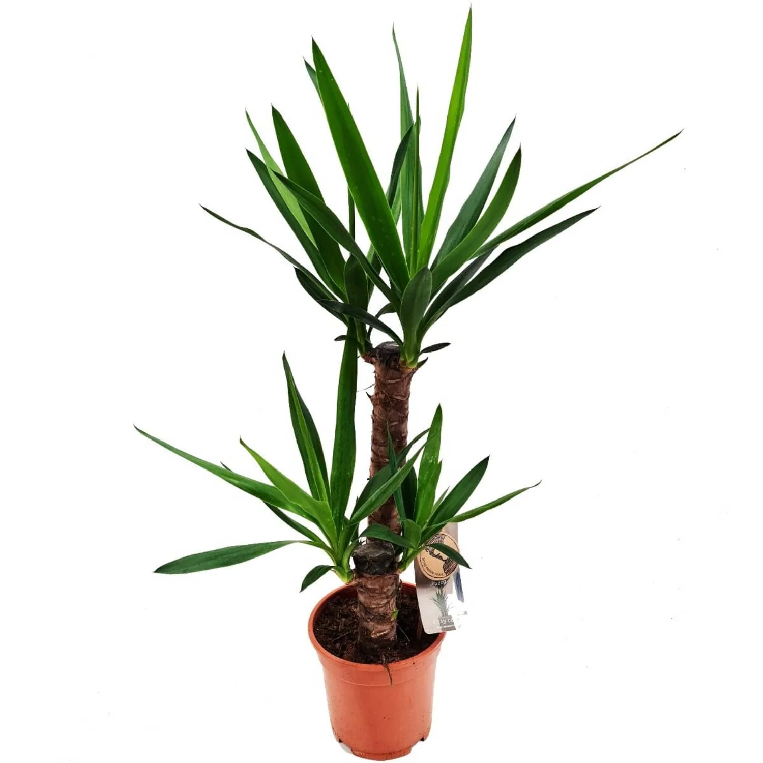 Yucca - Image 5