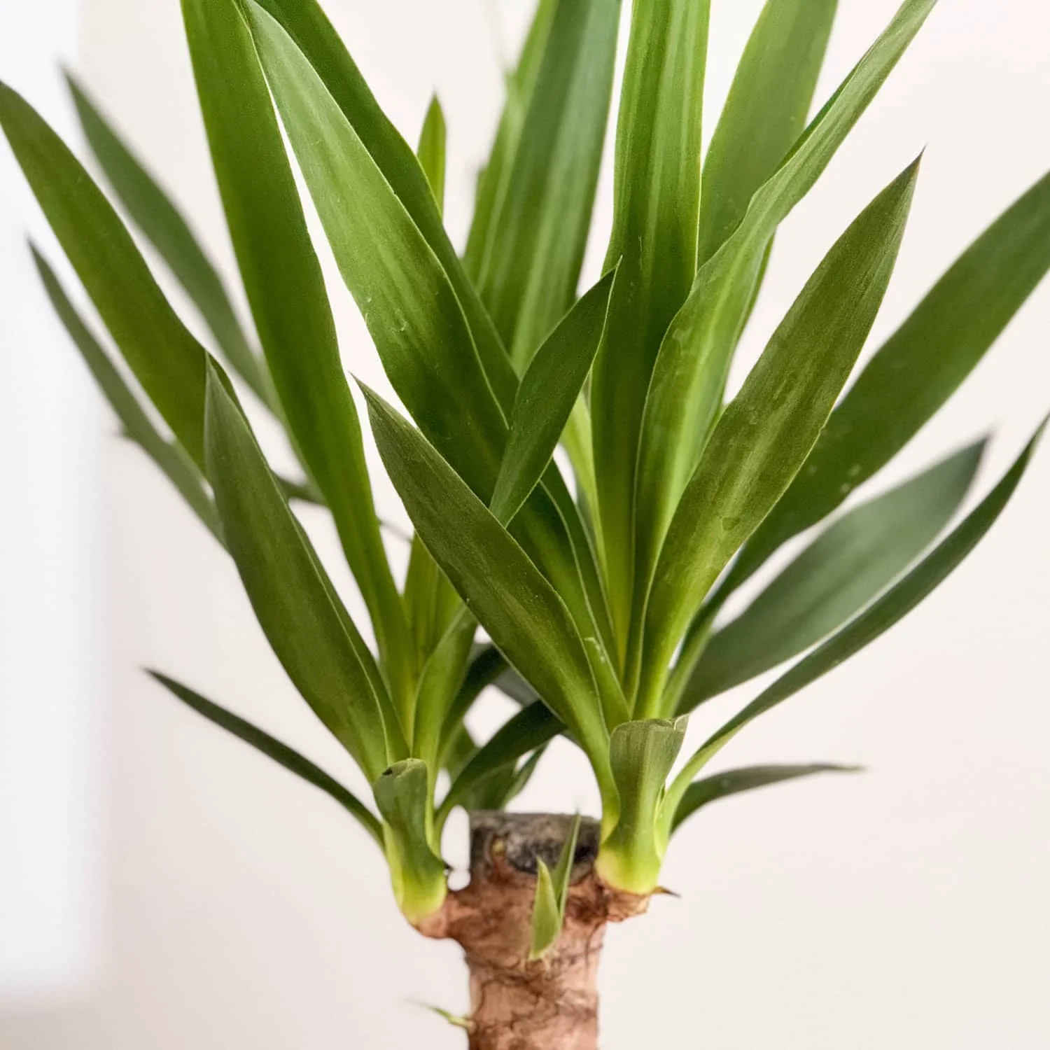 Yucca - Image 6