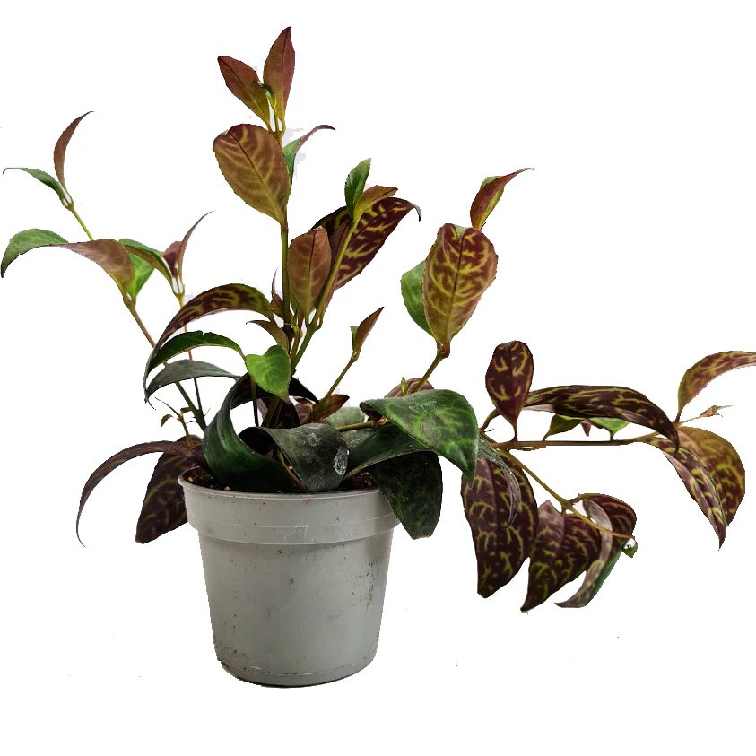 Zebra Lipstick Vine | Rare Plant - Image 4