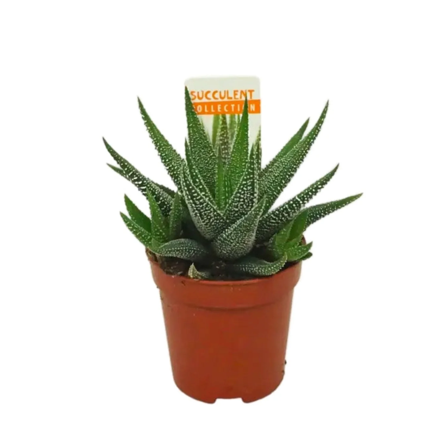 Zebra Cactus | Concolor - Image 2