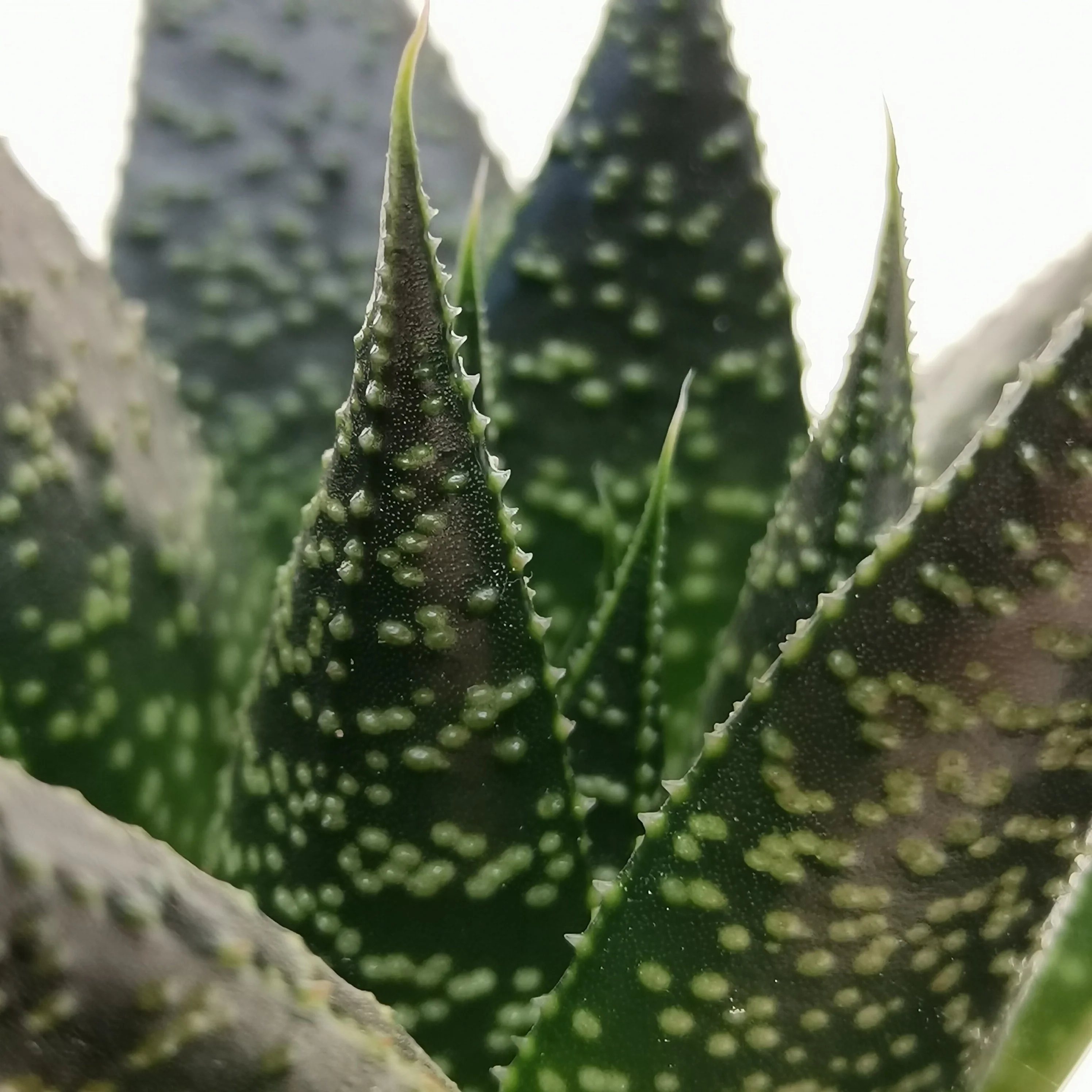 Zebra Cactus | Rafiki