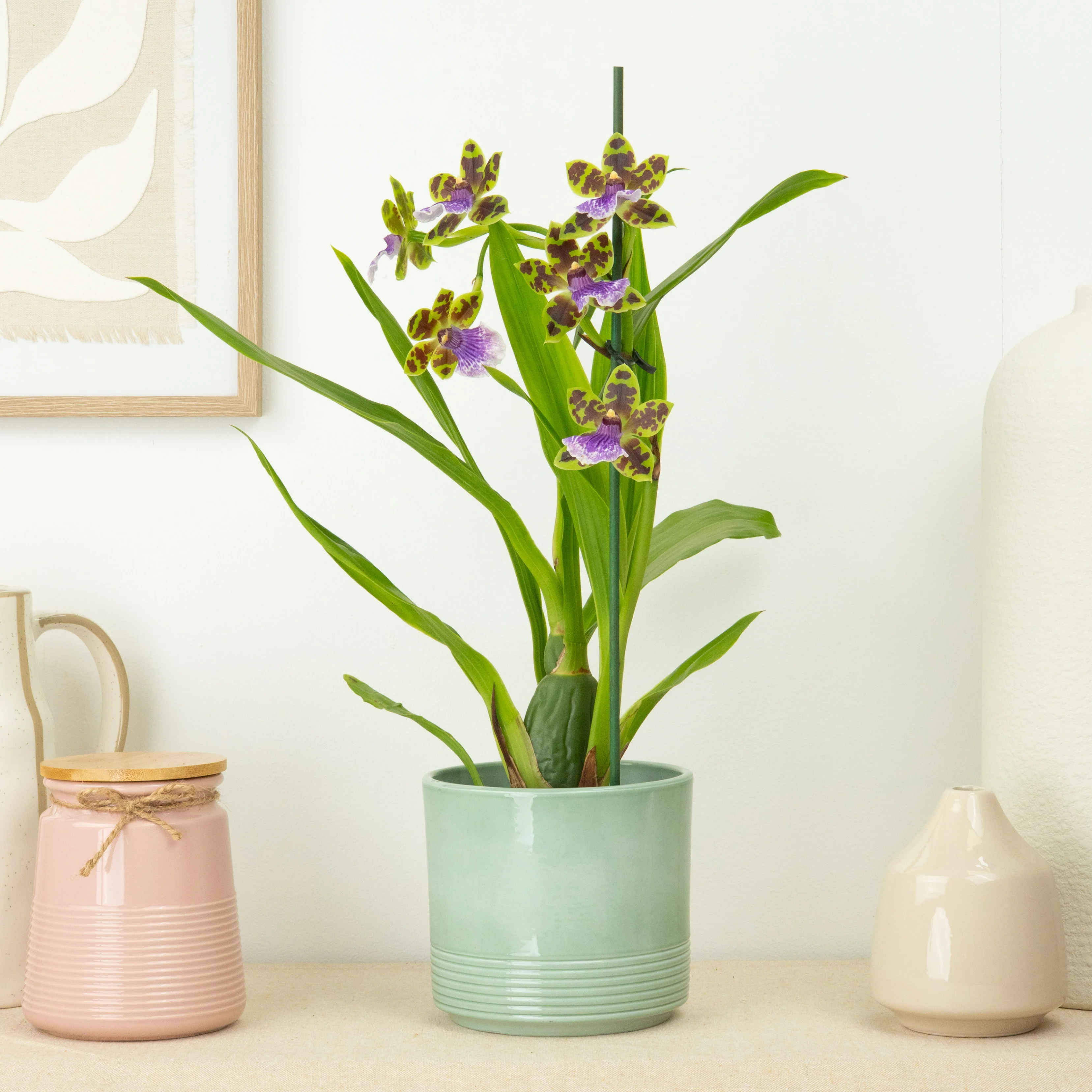 Zygopetalum Orchid | Blue Surprise - Image 3