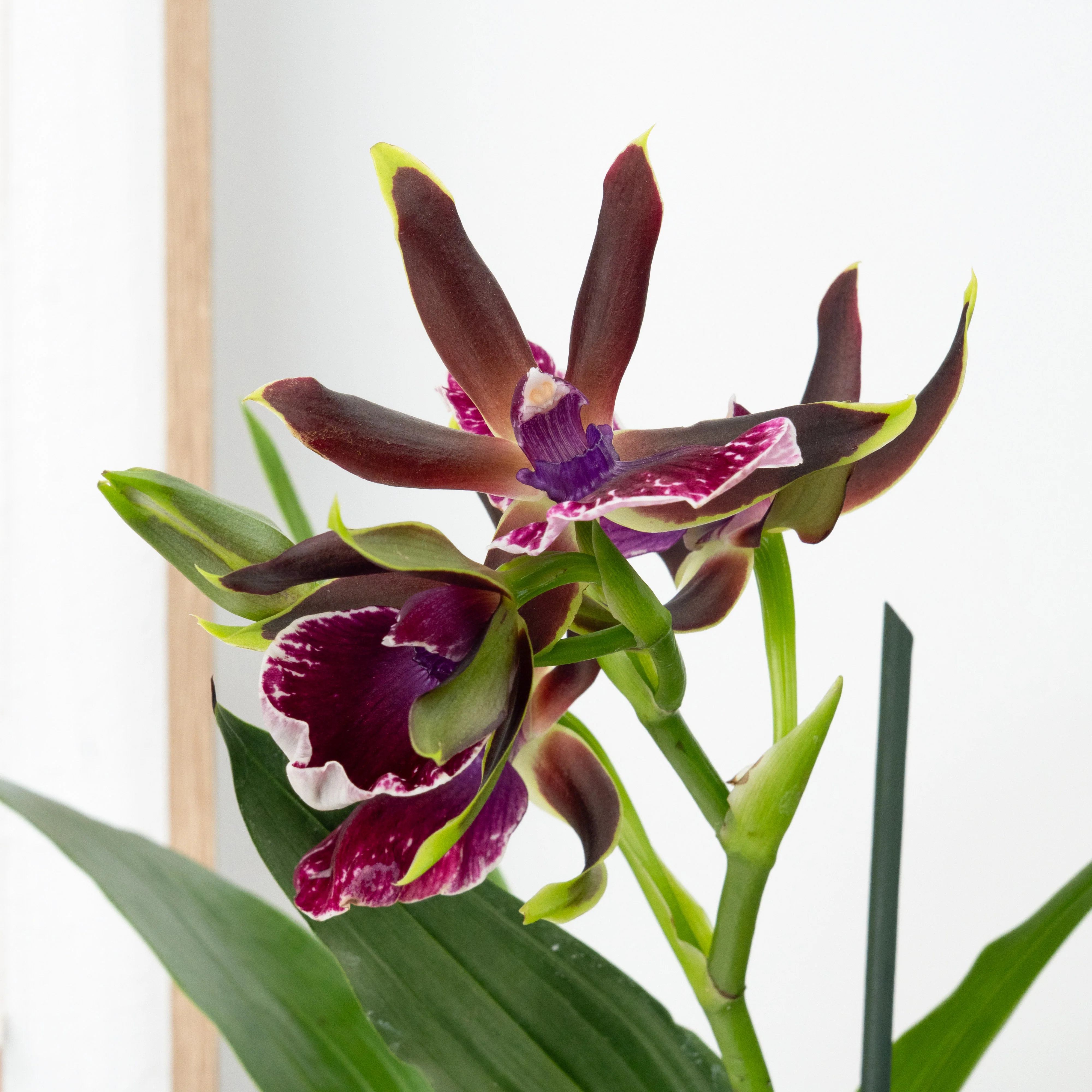 Zygopetalum Orchid | Blue Surprise - Image 4