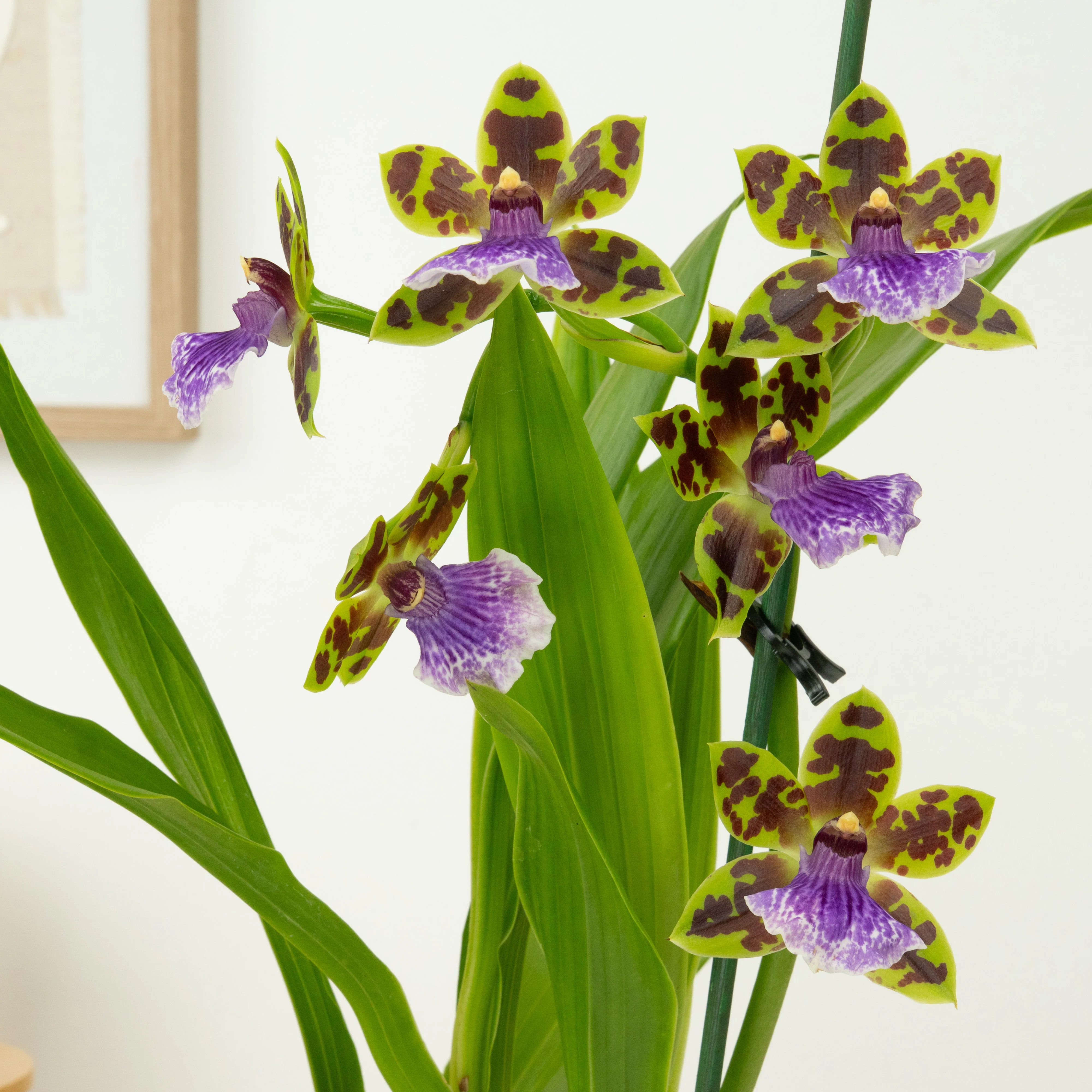 Zygopetalum Orchid | Blue Surprise - Image 5