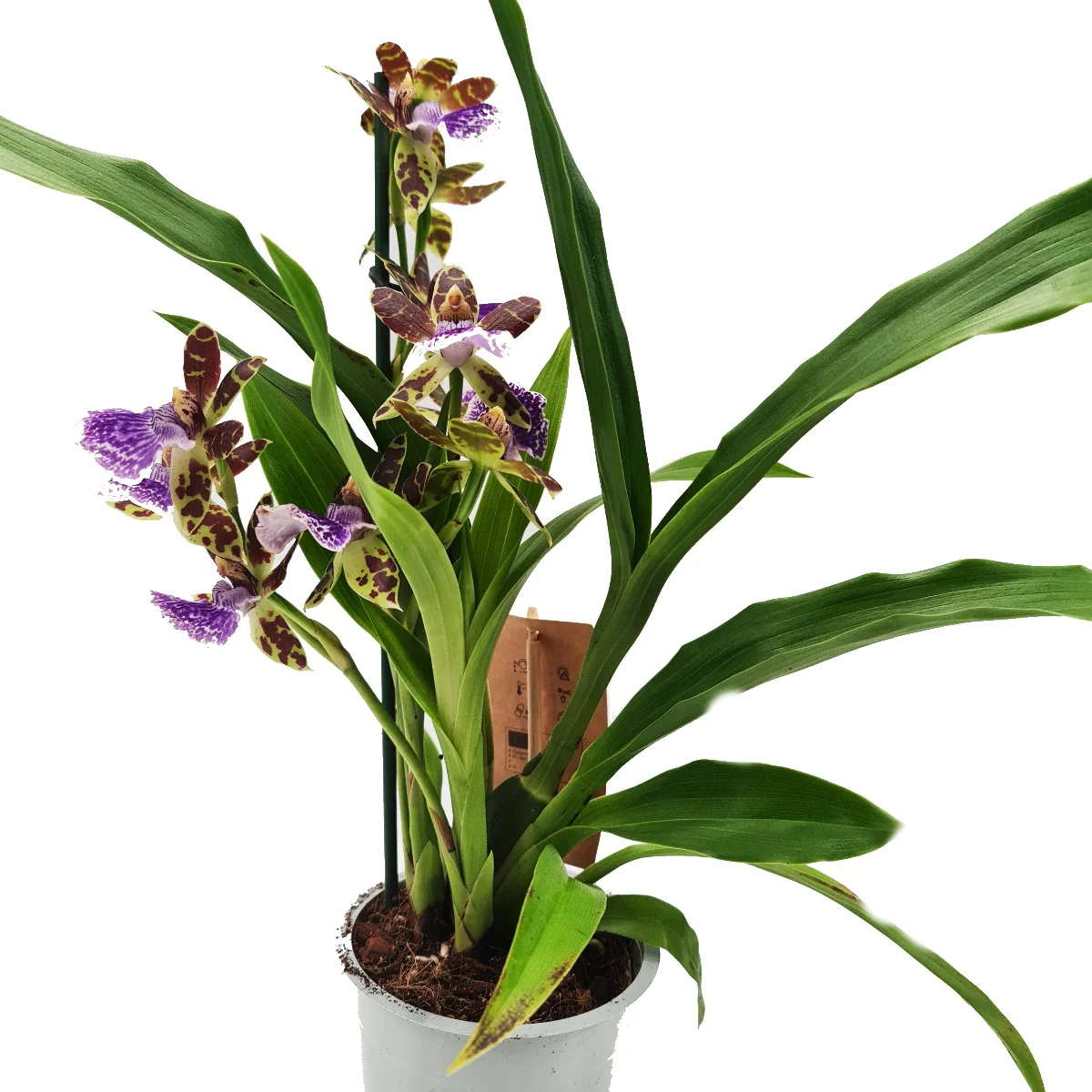 Zygopetalum Orchid | Blue Surprise - Image 6