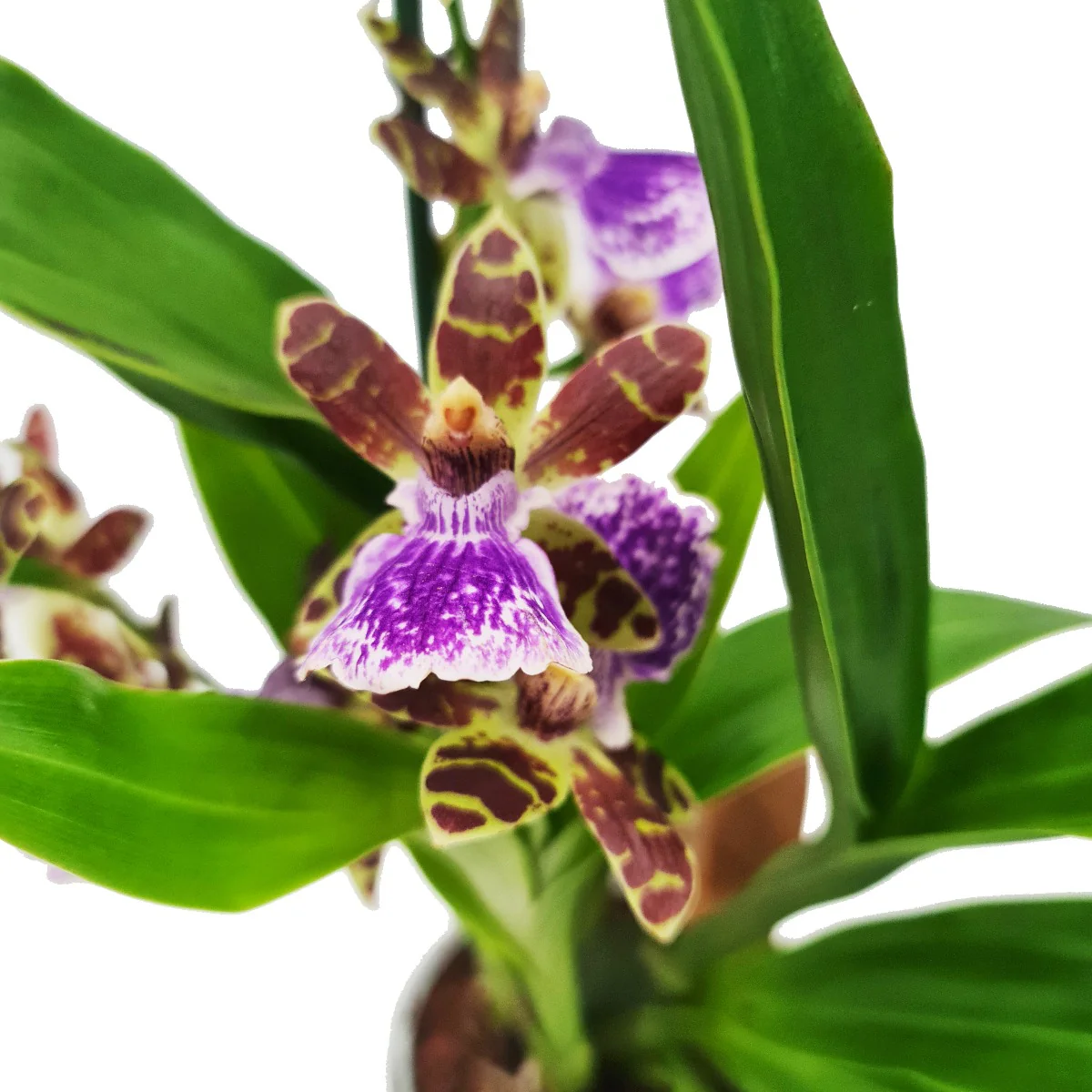Zygopetalum Orchid | Blue Surprise - Image 7