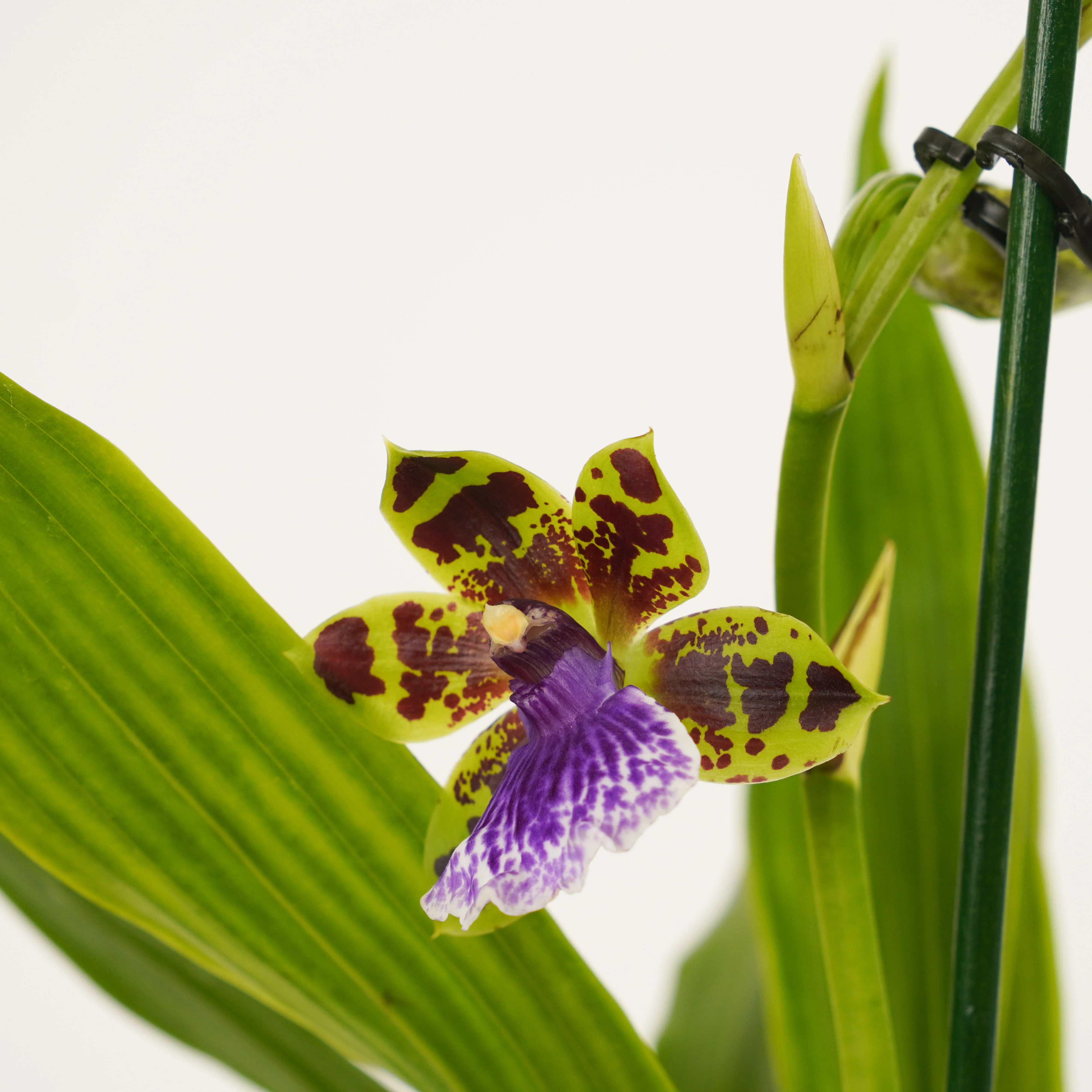 Zygopetalum Orchid | Blue Surprise - Image 8