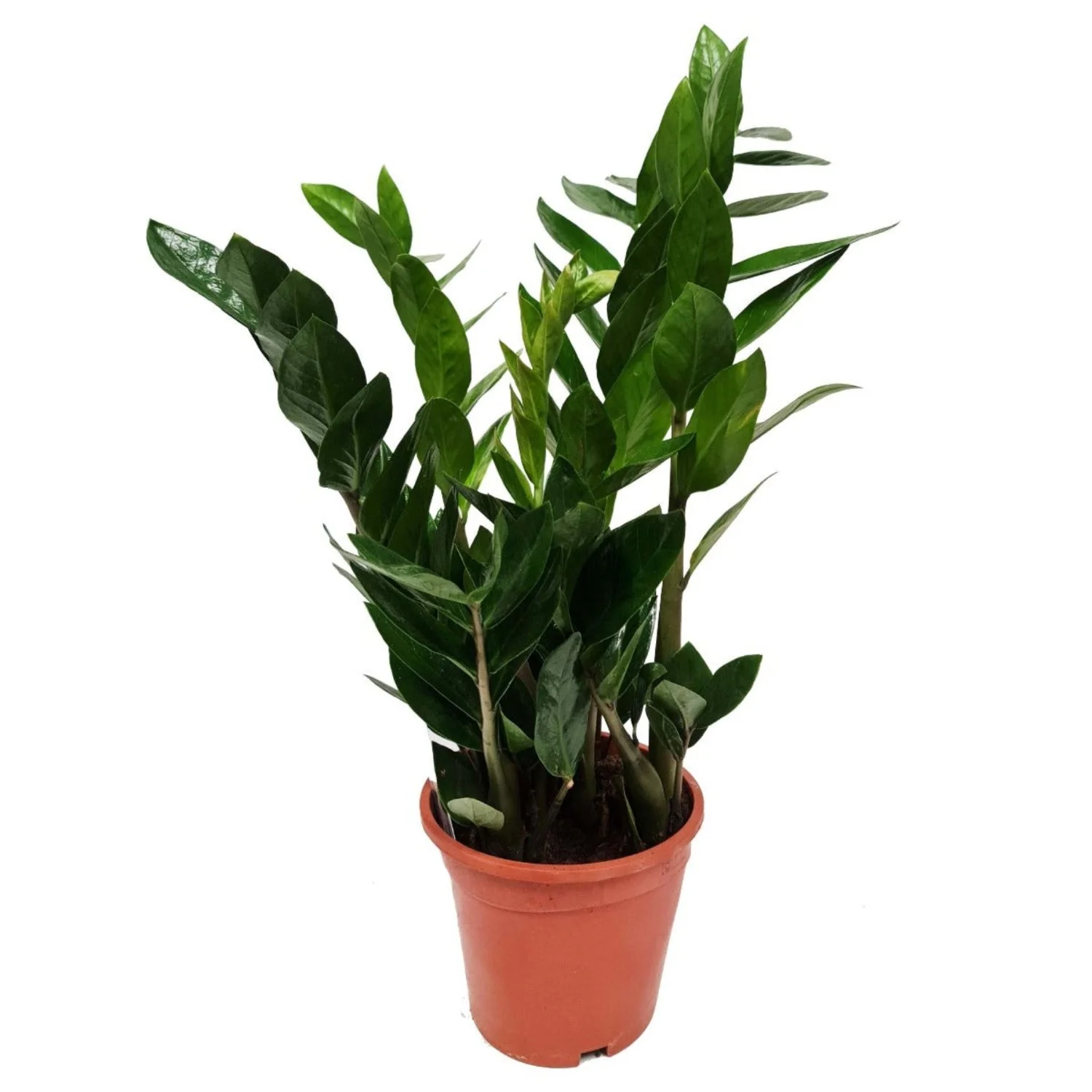 ZZ Plant - Image 3