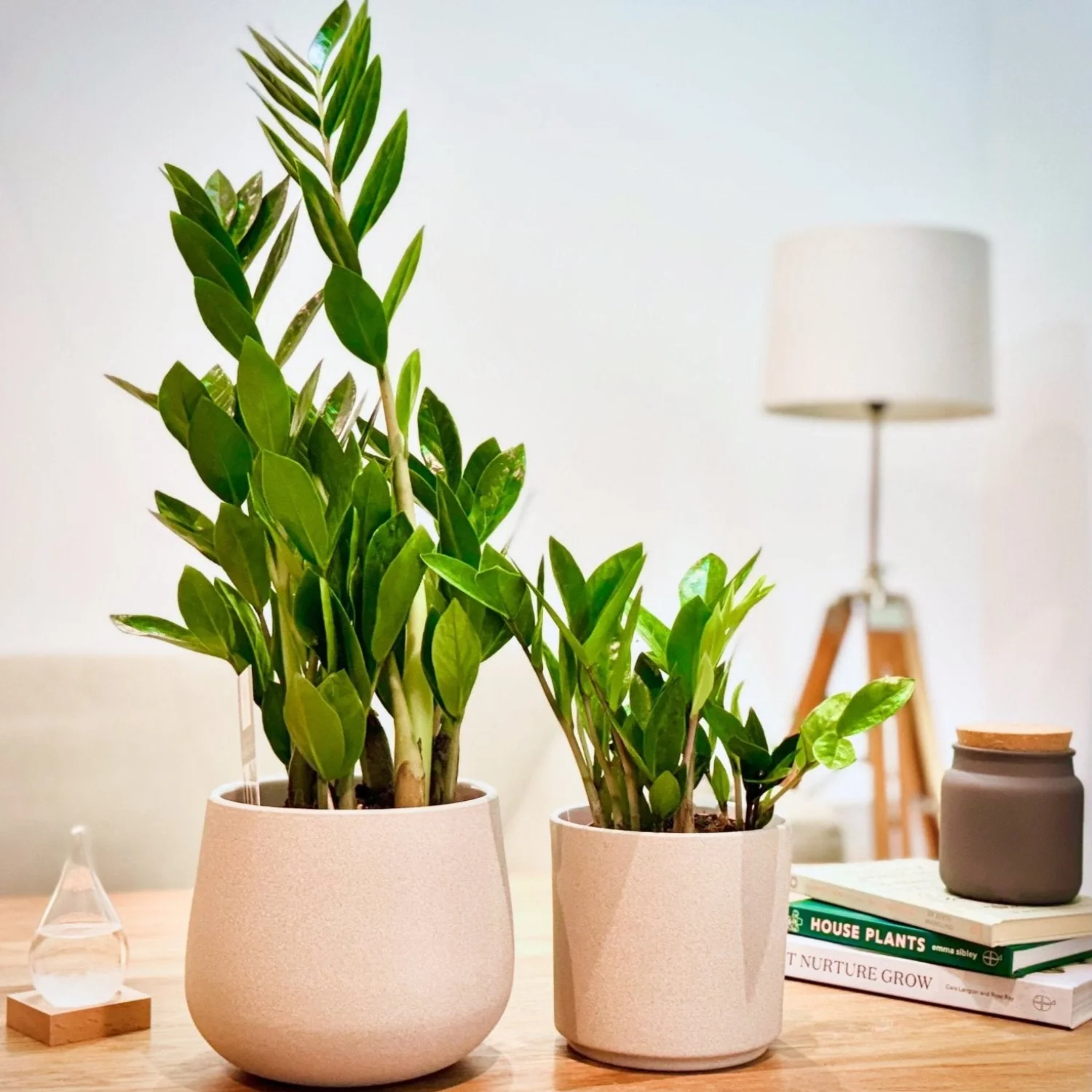 ZZ Plant - Image 4