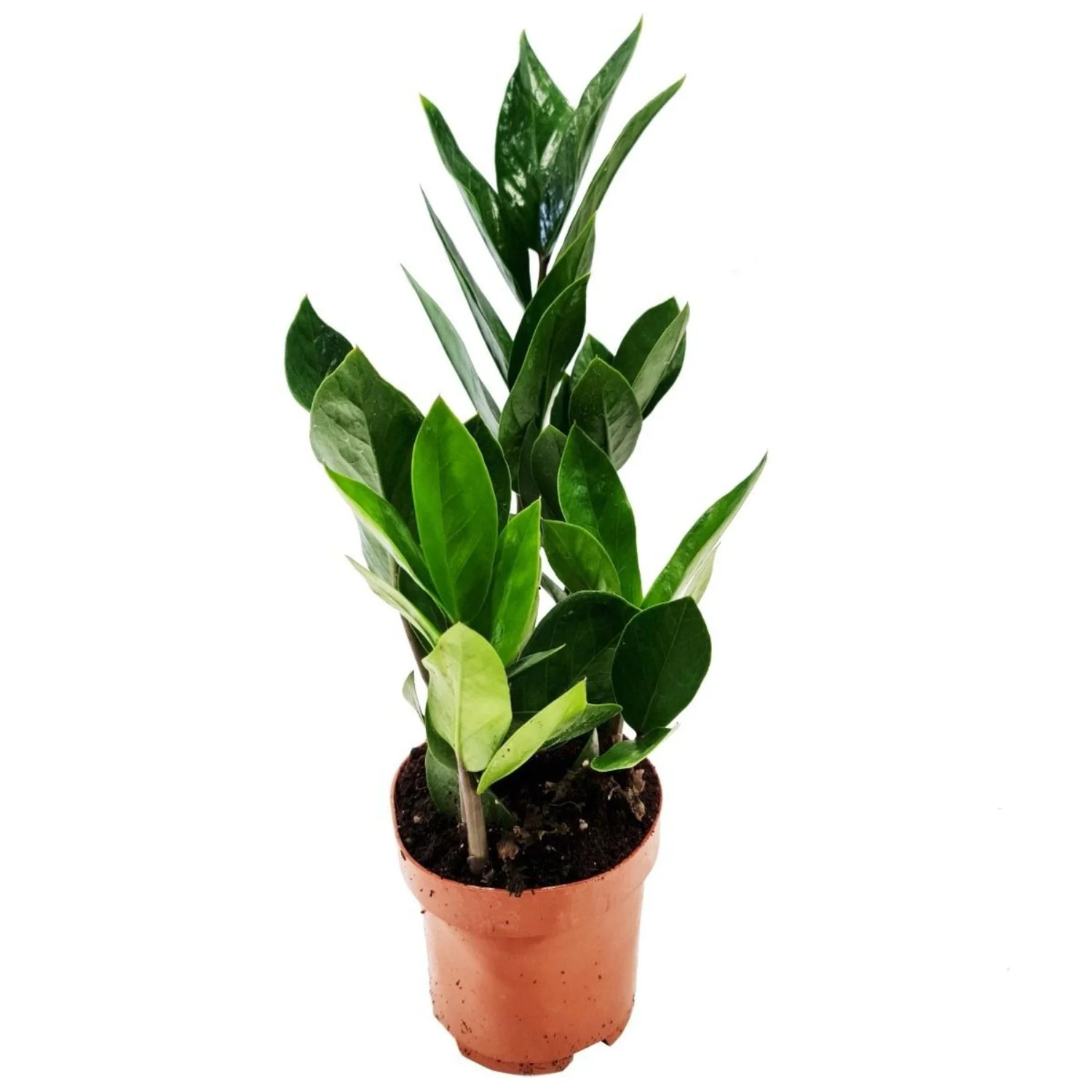 ZZ Plant - Image 5