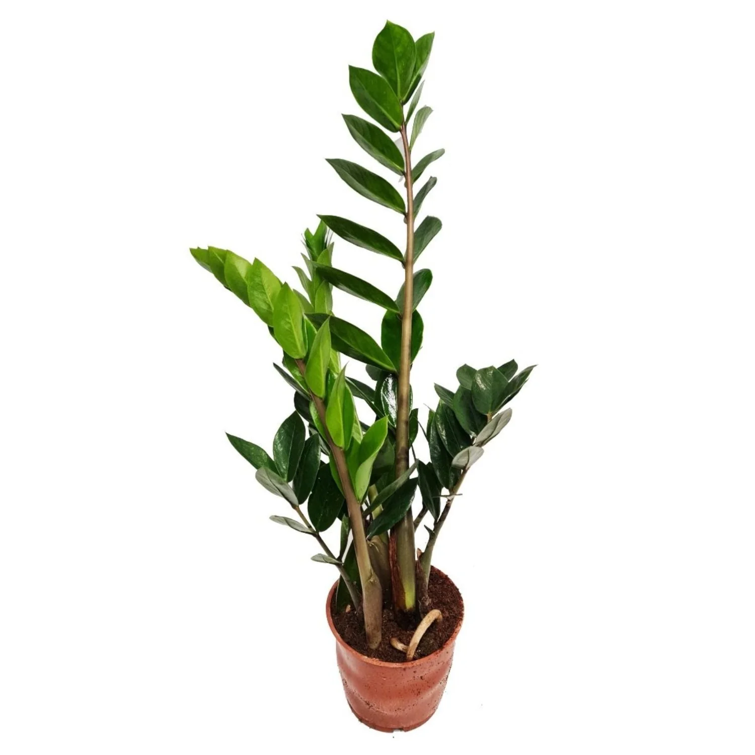 ZZ Plant - Image 6