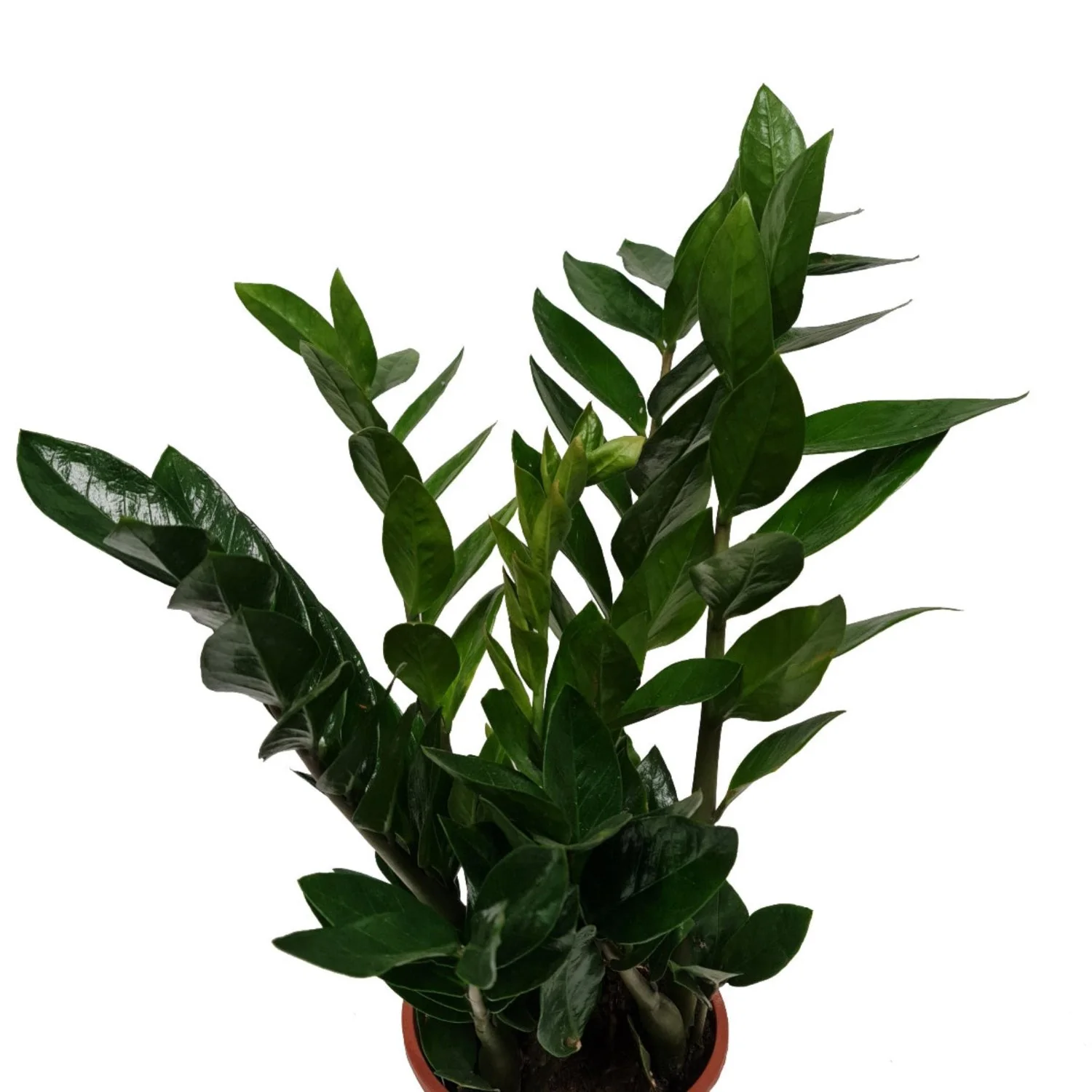 ZZ Plant - Image 7